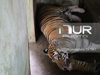 Newborn child from Bengala tiger (Panthera tigris) are seen near their mother at the zoo Medan, North Sumatra, Indonesia on Monday, November...