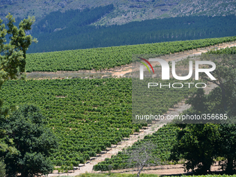 A view of Groot Constancia Wine Estate winiards. Constantia Valley Wine Route, Cape Town, South Africa. (Photo by: Artur Widak/NurPhoto) (