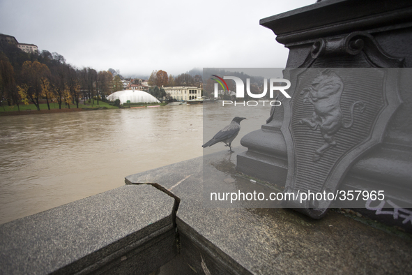 1st December Turin, Italy. A crow bird tries to escape from heavy weather and high water in Turin. 