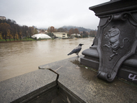 1st December Turin, Italy. A crow bird tries to escape from heavy weather and high water in Turin. (