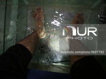 a man soaks his feet in tank stocked with fish at a hookah bar and cafe in Gaza City, Palestine, on 3 January 2019. The Gaza cafe operator s...
