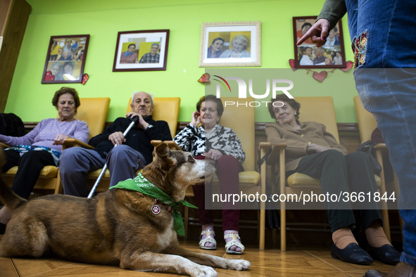 Miko attentive to the orders of its owner Isabel in the San Cipriano Residence in Soto de la Marina, Cantabria, Spain, on 16 January  in one...