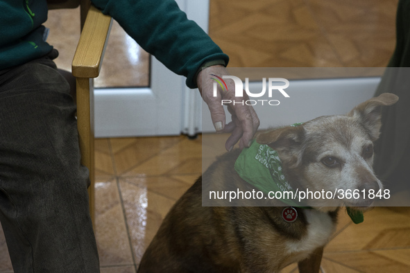 Miko a pet that makes therapeutic visits to the elderly of the San Cipriano Residence in Soto de la Marina, Cantabria, Spain, on 16 January...