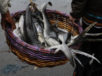 Acehnese fishermen bring fish around deterrence fish left behind when the tsunami hit a decade ago in Banda Aceh, capital of Aceh province,...
