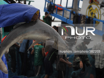 Acehnese fishermen bring fish types of sharks around deterrence fish left behind when the tsunami hit a decade ago in Banda Aceh, capital of...