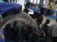 Acehnese fishermen bring fish types of sharks around deterrence fish left behind when the tsunami hit a decade ago in Banda Aceh, capital of...