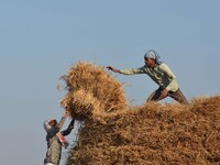 An Indian farmer brings cut paddy rice to separate seed from husk at Singrijan, outskirt of Dimapur, India north eastern state of Nagaland o...