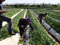 A Palestinian woman harvests strawberries in the northern Gaza Strip. Strawberries are one of the most important and profitable agricultural...