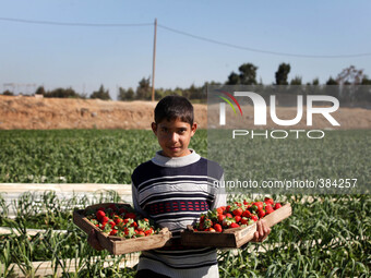 A Palestinian boy harvests strawberries from a field in Beit Lahia, in the northern Gaza Strip. Strawberries are one of the most important a...