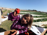 Palestinian child holds strawberries in strawberry field in Beit Lahia in the northern Gaza Strip near the border with Israel (