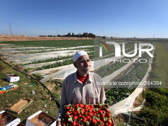  A Palestinian farmer harvests strawberries in the northern Gaza Strip. Strawberries are one of the most important and profitable agricultur...