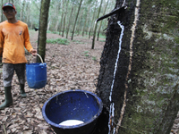 In this photo taken on January 10, 2015, Darma age of 36 years as a worker because he is collecting the sap of rubber trees in plantations i...