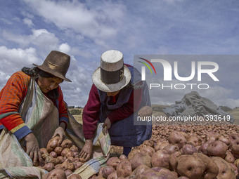Women sort potatoes in the Andes Mountains near Cusco Peru on July 7, 2014. The potato is Perus most important food crop and has been harves...