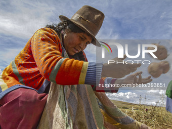 Women sort potatoes in the Andes Mountains near Cusco Peru on July 7, 2014. The potato is Perus most important food crop and has been harves...