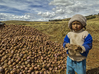 A child waits for his parents as they harvest potatoes in the Andes Mountains near Cusco Peru on July 7, 2014. The potato is Perus most impo...