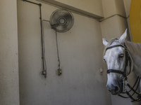 Electric fan is used to cool off the Royal Guard's horse during a hot day at the main entrance of National Palace on January 14, 2015 in Kua...