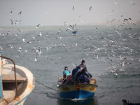 The flight of birds near the boat Palestinian fishermen who holds the fish inside the port of Gaza City (