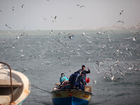 The flight of birds near the boat Palestinian fishermen who holds the fish inside the port of Gaza City (