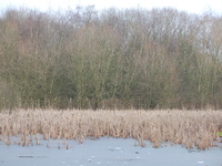 Typical weather of Wintertime in the United Kingdom. Freezing temperatures in the the Davyhulme Millennium Nature Reserve in Urmston, Manche...