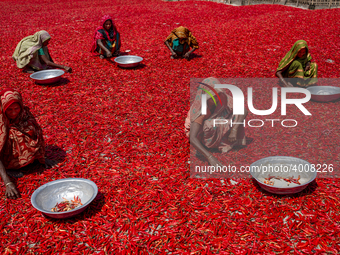 Women’s process and dry red chili pepper under sun near Jamuna river Bogra Bangladesh March 18, 2019. Every day they earn less than USD $1 (...