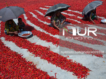 Women process and dry red chili pepper under sun near Jamuna river in Bogra, Bangladesh on March 18, 2019. Everyday they earn less than USD...