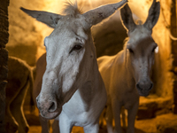 A team of 40 donkeys are employed by the municipality of Mardin, the only city in Turkey that uses an animal-powered cleaning crew. The city...