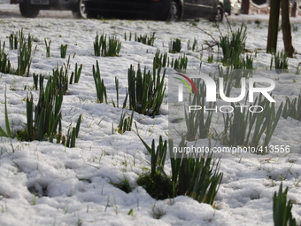 Snow covering the ground in Manchester as green shoots of new growth poke through the blanket of cold, in Manchester, on January 29, 2015. (