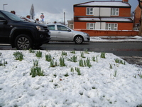 Snow covering the ground in Manchester as green shoots of new growth poke through the blanket of cold, in Manchester, on January 29, 2015. (