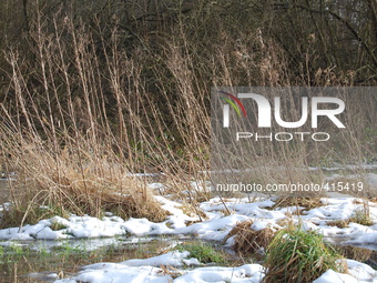 Melting snow on the Heaton Mersey Common, which was covered by snow, as a thaw sees temperatures start to rise on Friday 30th January 2015....