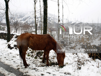 SRINAGAR, INDIAN ADMINISTERED KASHMIR, INDIA - FEBRUARY 03: A horse searches for food after fresh snowfall on February 3, 2015 in Srinagar,...