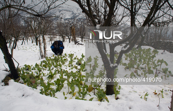 SRINAGAR, INDIAN ADMINISTERED KASHMIR, INDIA - FEBRUARY 03: A news photographer takes pictures of snow covered vegetables after fresh snowfa...