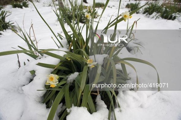 SRINAGAR, INDIAN ADMINISTERED KASHMIR, INDIA - FEBRUARY 03: Flowers covered in snow  after fresh snowfall on February 3, 2015 in Srinagar, I...