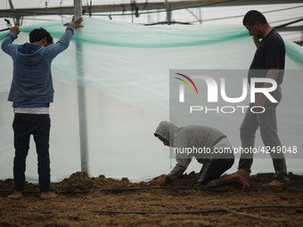 Palestinian farmers working inside a greenhouse in Beit Lahia, in the northern Gaza Strip during International Labor Day,May 1, 2019.  (