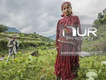 Nepali woman cutting grass in the forests of Pokhara, Nepal. (