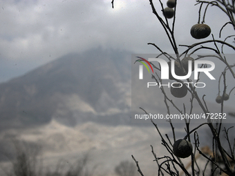 In this photo taken on March 7, 2015, An orange tree that is dry and damaged by a series of volcanic eruptions of Mount Sinabung after this...