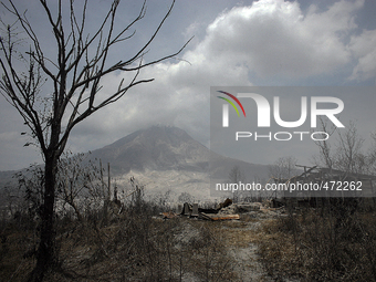 In this photo taken on March 7, 2015, A trees and houses were damaged by the eruption of Mount Sinabung recently as seen in the background i...