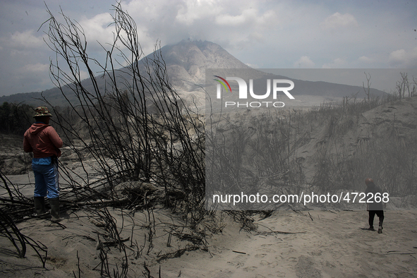 In this photo taken on March 7, 2015, A resident saw their paddy fields were damaged by a series of volcanic eruptions of Mount Sinabung aft...