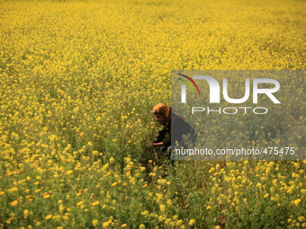A Palestinian man  seen amongst wild mustard flowers which grow in the untilled fields across the Gaza Strip, on March 10, 2015, as the offi...