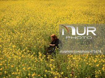 A Palestinian man  seen amongst wild mustard flowers which grow in the untilled fields across the Gaza Strip, on March 10, 2015, as the offi...