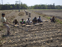 Farmers collecting potato from cropland.
Potatoes provide important elements to the diets of Bangladeshi people as a source of vitamin C and...