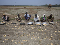 Farmers collecting potato from cropland.
Potatoes provide important elements to the diets of Bangladeshi people as a source of vitamin C and...