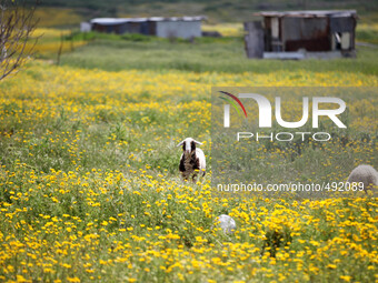 Palestinians seen between wild mustard flowers that grow in non-plowed fields to feed the sheep all over the Gaza Strip, as are marked the o...