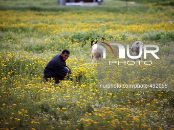 Palestinians seen between wild mustard flowers that grow in non-plowed fields to feed the sheep all over the Gaza Strip, as are marked the o...