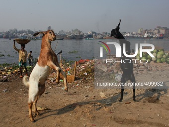 Two lamb are fighting with each other at the bank of river Buriganga, Dhaka, Bangladesh, 24 March, 2015. (