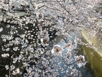 People enjoy viewing full-bloom cherry blossoms in Tokyo, Japan, 28 March 2015. With arrival of spring, many people enjoy viewing the blosso...