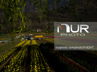 SRINAGAR, INDIAN ADMINISTERED KASHMIR, INDIA -APRIL 07: A tractor of Floriculture  department is seen in Siraj Bagh Tulip garden during spri...