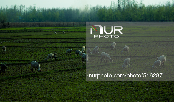 SRINAGAR, INDIAN ADMINISTERED KASHMIR, INDIA -APRIL 07: A herd of sheep graze in the paddy fields during spring season  on April 07, 2015 in...