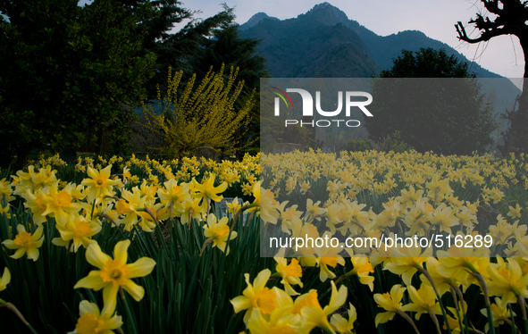 SRINAGAR, INDIAN ADMINISTERED KASHMIR, INDIA -APRIL 07: A view of daffodils  in full bloom during spring season on April 07, 2015 in Srinaga...