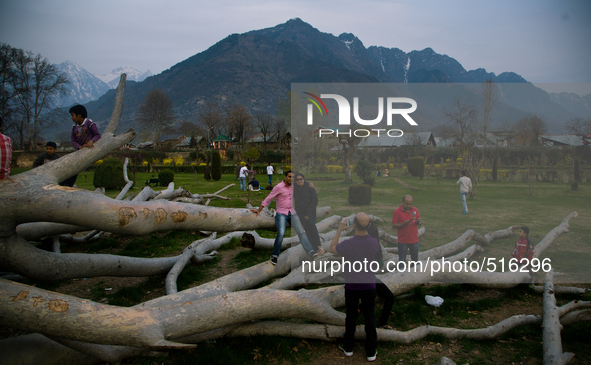 SRINAGAR, INDIAN ADMINISTERED KASHMIR, INDIA -APRIL 07: Tourists take their pictures on a uprooted Chinar tree in Shalimar Mughal gardens du...