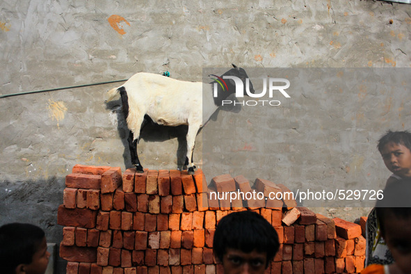 A rescued and scared goat over the brick after the collapse of two storied tin-shed house on swampy ground at Hajipara Jheel, Dhaka, Banglad...